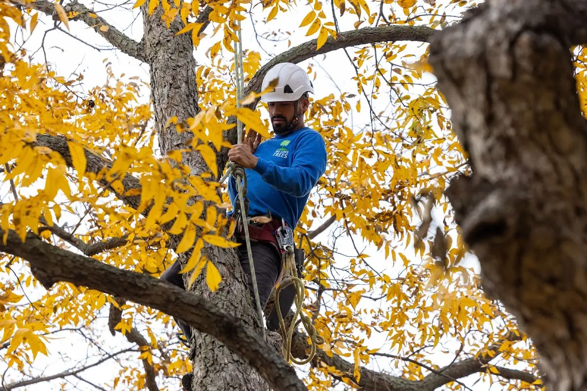 Skilled Storm Damage Cleanup crew working in Fort Bliss