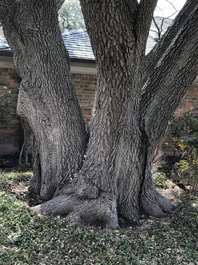 Mature heritage tree close to a Fort Bliss property cared for by certified arborists